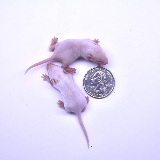 MiceDirect EST. 2003 50 Frozen Mice Small Fuzzie Feeders Snake Food for Juvenile Hognose Corn Milk (.5-1 in) (150 Grams Min)