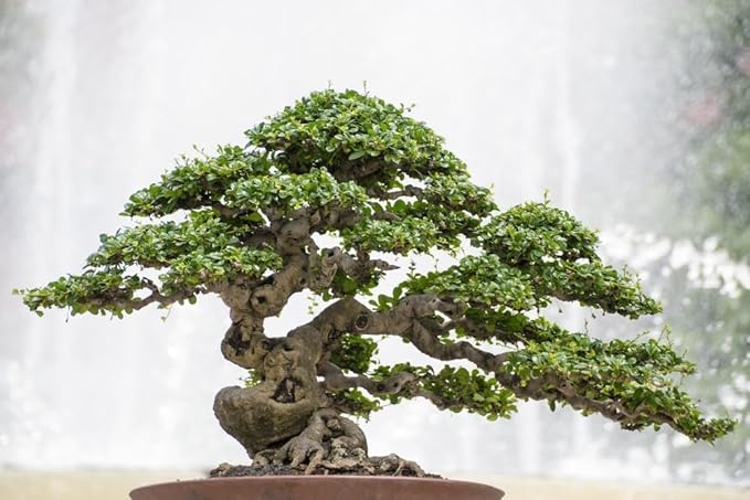 Premium Bonsai Soil Potting Mix by Gardenera - Enhance Root Development and Ensure Bonsai Success - 2 Quart
