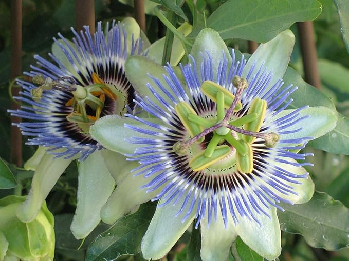 GARDENERA Premium Passion Fruit Potting Soil Mix - Perfect Balance of Nutrients, Drainage, and Aeration for Thriving Passion Fruit Vines - 5 Quart