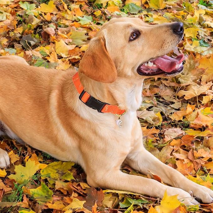 Cotton Handmade Dog Collar Cute and Distinctive Patterns Orange Fish with Pendant for Girl Boy Dogs Collars S