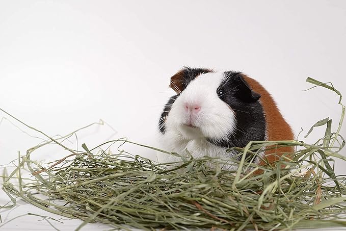High Desert 2nd Cutting Timothy Grass Hay for Rabbits, Guinea Pigs, Chinchillas & Small Pets – Premium Hand-Packed Natural Hay, High-Fiber, Additive-Free, Grown in USA – 8 lb Box