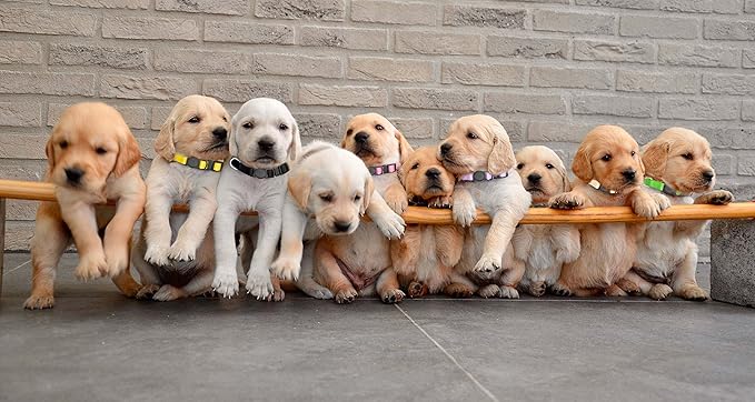 16 PCS Puppy Collars, Safety Buckle Collars for Litter Nylon Adjustable Puppy Collars for Small Puppies, Breakaway Whelping Collars Pet Supplies,Stuff,Accessories(S)