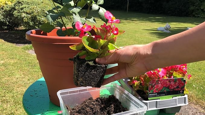 Gardenera Begonia Plant Potting Soil - All-Natural Blend for Thriving Begonia Plants - Boosts Root Health and Enchanting Blooms - 10 Quart