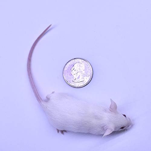 MiceDirect EST. 2003 50 Frozen Mice Combo Pack of 25 Hoppers and Weanling Feeders Snake Food for Mice for Juvenile Ball Python Adult Milk Corn Snakes (1.5-2.5 in)(500 Grams Min)