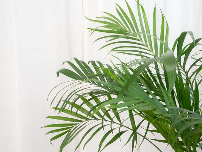 GARDENERA Palm Tree Potting Mix - The Ultimate Soil for Strong and Healthy Palms - Top Choice for Palm Tree Growers [4 Quart Bag]
