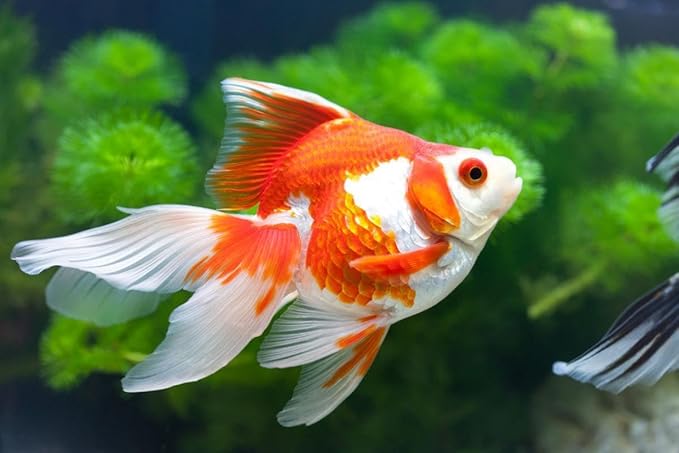 Aquatic Foods Inc. Goldfish Flakes, 42% Protein Color Enhancing and Spirulina Flakes for Aquarium & Pond Goldfish, Koi and All Pond Fish...WL…5-lbs Poly Bag