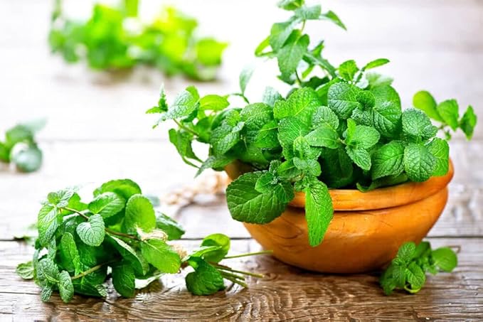 Gardenera Premium Spearmint Plant Potting Mix - Crafted for Thriving Spearmint Growth and Refreshing Aroma - 1 Quart