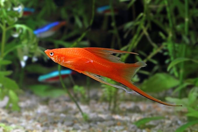 Aquatic Foods Inc. Guppy Sinking Granules Fish Food for Guppies, Endlers, Mollies, Platies, Swordtails, Groumis, Tetras, Catfish, Cichlids, All Community Tropical Fish…3.5oz Squeeze Bottle