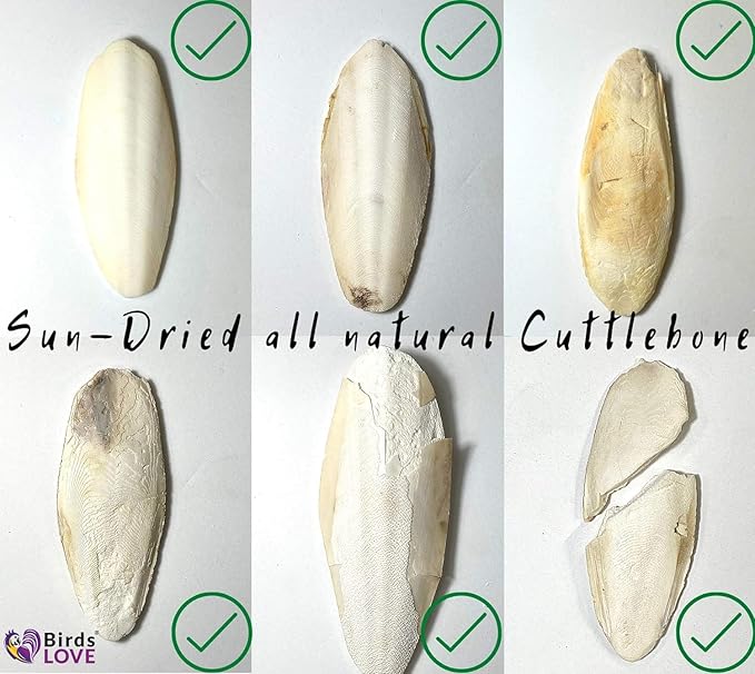 Birds LOVE Natural Cuttlebone – Premium Calcium & Trace Mineral Supplement for Avian Species, Tortoises, and Snails – Pure Cuttlebone for Parakeets and All Birds - 12 Pack, Size 3.5 to 4"