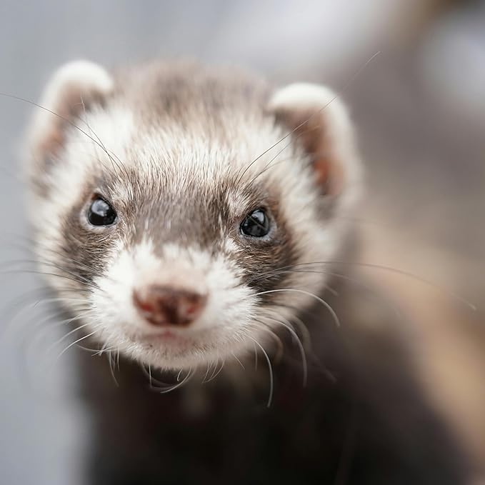 Petpost | Ferret Shampoo. Deodorizing & Moisturizing Formula for Ferrets and Small Animals. Supports Healthy Skin & Coat. 8 oz