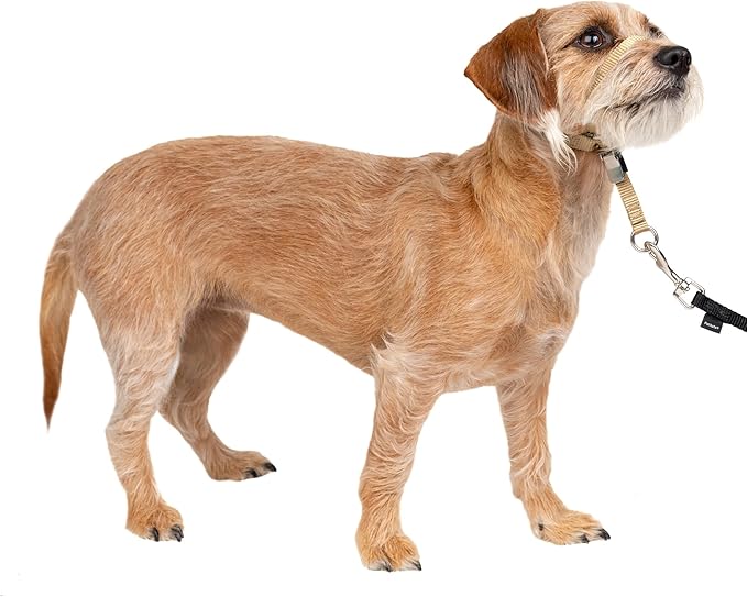 PetSafe Gentle Leader Headcollar No-Pull Dog Collar - Helps Improve Walks - Durable Nylon Construction - Padded Nose Loop - Adjustable Fit - Comfort Walking Halter - Small, Fawn