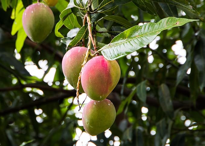 Gardenera Mango Tree Potting Soil - All-Natural Blend for Thriving Mango Trees - Boosts Root Health and Delicious Harvests - 10 Quart