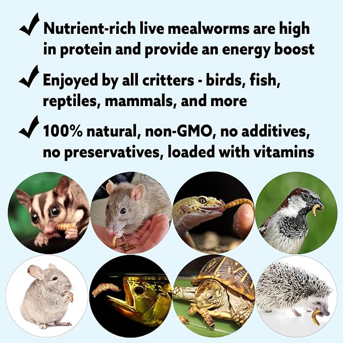 Exotic Nutrition Medium Live Mealworms (1/2") (5,000 Pack)