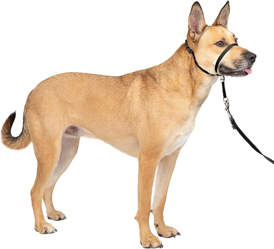 PetSafe Gentle Leader Headcollar No-Pull Dog Collar - Helps Improve Walks - Durable Nylon Construction - Padded Nose Loop - Adjustable Fit - Comfort Walking Halter - Medium, Black
