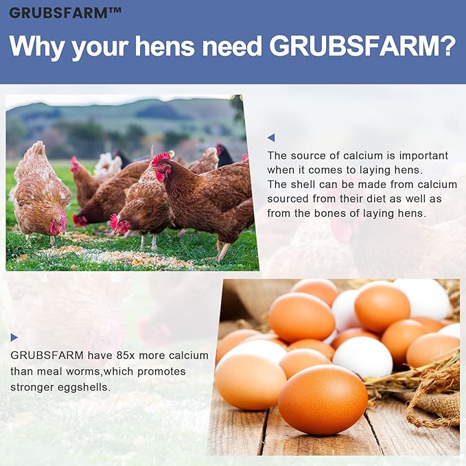 Premium Chicken Treats 2LBS - Superior to Dried Mealworms - Non-GMO & 85X More Calcium Than Meal Worms - Molting & Laying Supplement - BSF Larvae Treats for Layer Hens, Ducks Wild Birds
