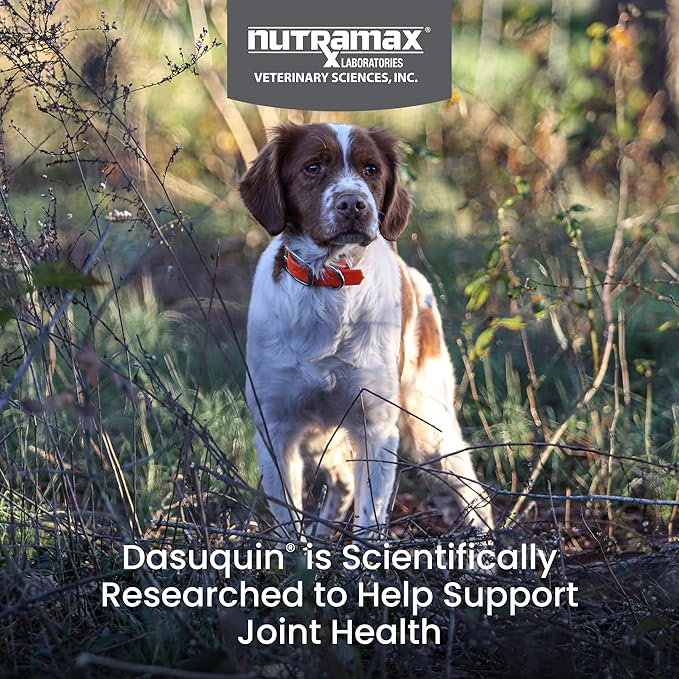 Nutramax Laboratories Dasuquin with MSM Chewables, Small/Medium Dog, 150 Count, White