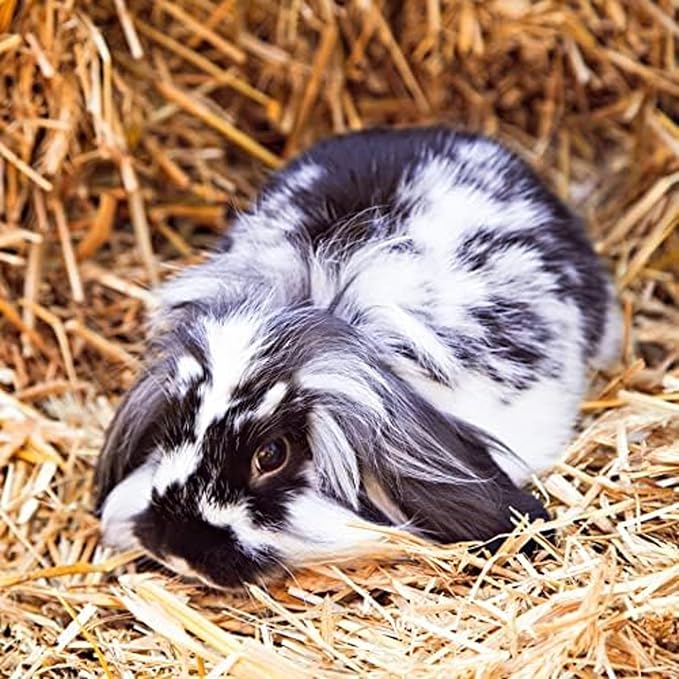 Blue Mountain Hay | Fresh 2nd Cutting Timothy Grass Hay (25 Pounds) | Soft & Leafy, Balanced Nutrition | High-Altitude Hay Pet Food for Adult Rabbits, Guinea Pigs, Chinchillas, and Other Small Pets