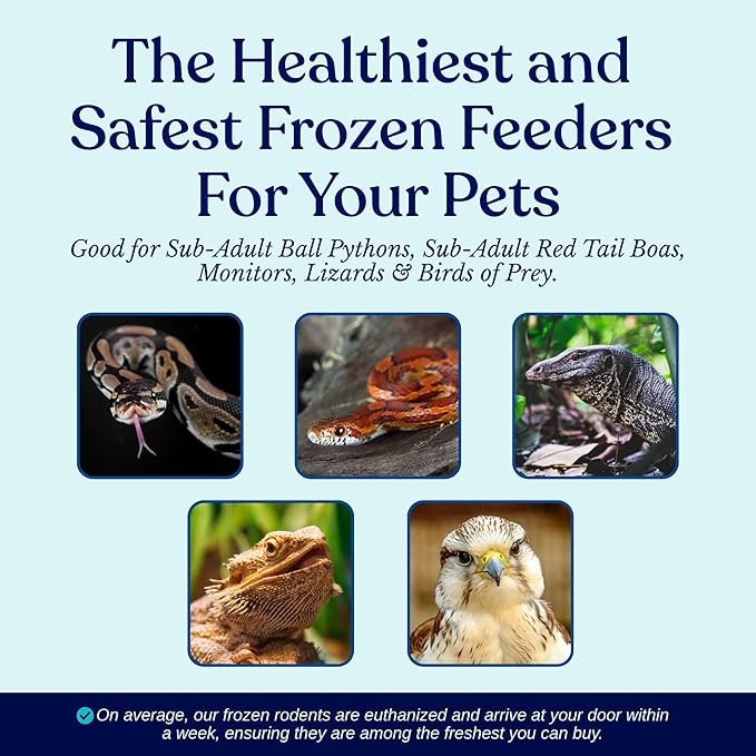MiceDirect EST. 2003 50 Frozen Rat Small Feeders Snake Food for Adult Ball Pythons and Red Tail Boas Lizards Monitors (4.5-6 in)(2250 Grams Min)