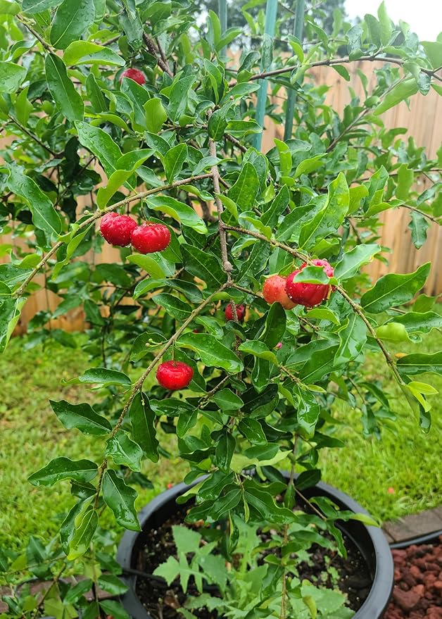 Gardenera Barbados Cherry Potting Mix - Promote Strong Roots and Abundant Yields with Our Premium Blend - 4 Quart