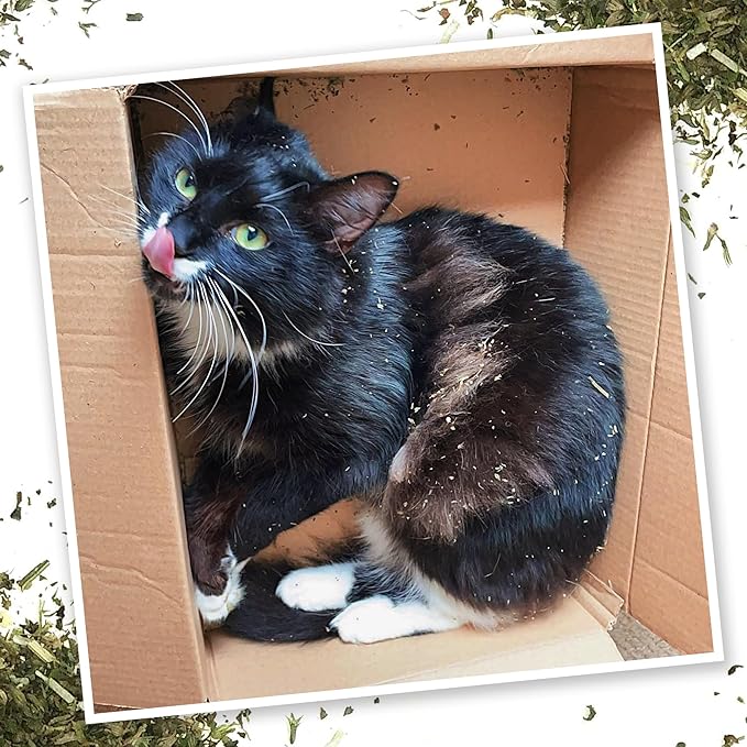 Meowijuana Purrple Passion - Premium Silvervine and Catnip Blend - Purrfect Gift For Cats, Kitties, Felines, and Cat Lovers