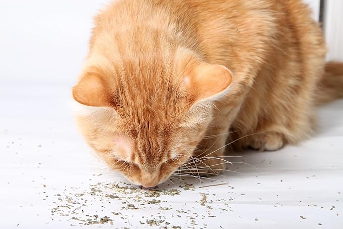 Purple Haze Catnip, Premium Blend Safe for Cats, Infused with Maximum Potency Your Kitty is Sure to Go Crazy for (1 Cup)