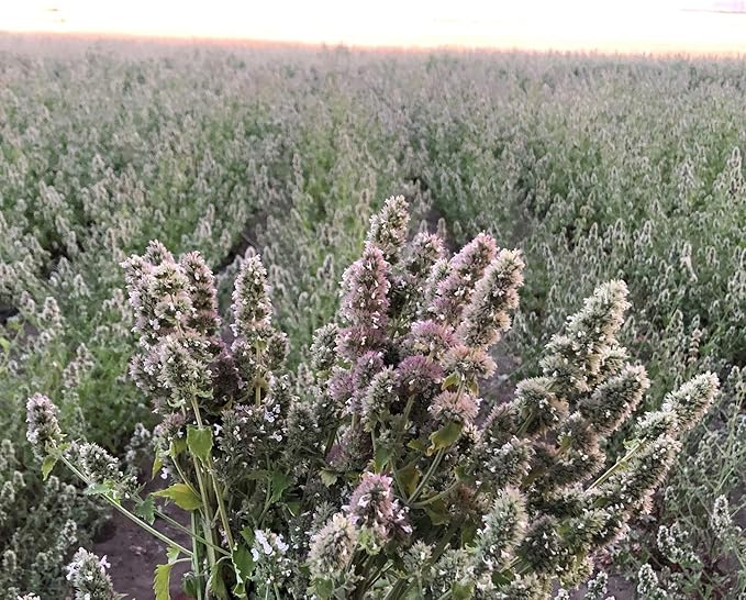 from The Field | Fine Ground Stalkless Catnip | Premium USA-Grown Catnip for Toys & Playtime | Fresh, Potent, Non-Toxic, Eco-Friendly | Safe for Kittens & Cats | Resealable 3.5 oz Tub