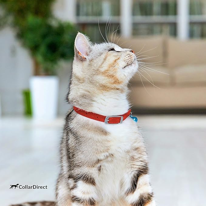 CollarDirect Leather Cat Collar, Cat Safety Collar with Elastic Strap, Kitten Collar with Bell Black Blue Red Orange Lime Green (6-7 Inch, Red)